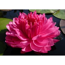 Nymphaea Fuchsia Pom Pom