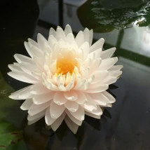 Nymphaea Gloire du Temple sur Lot