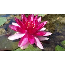 Nymphaea Red Paradise (piros)