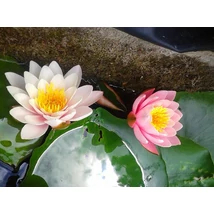 Nymphaea Marliacea Rosea (rózsaszín)