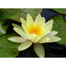 Nymphaea Marliacea Cromotella