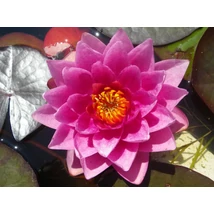 Nymphaea James Brydon