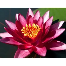 Nymphaea Atropurpurea