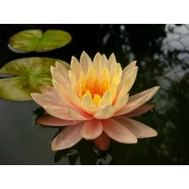 Nymphaea 'Georgia Peach  and creme (barack színű tavirózsa)