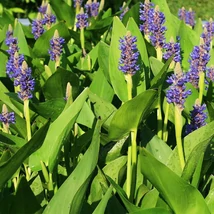 Lándzsalevelű sellővirág (Pontaderia Lancheolata)