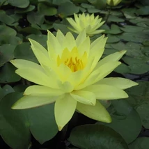 Nymphea Joey Tomocik (sárga tavirózsa)