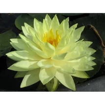 Nymphea Perrys Double Yelow 