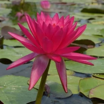 Nymphaea Than Kwan