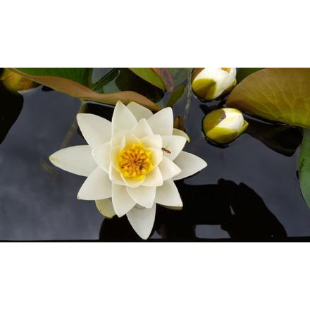 Nymphaea Denver