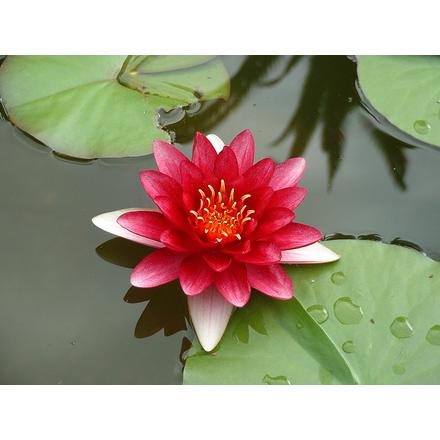 Tavirózsa piros (Nymphaea Attraction)